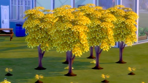 Lots of money trees